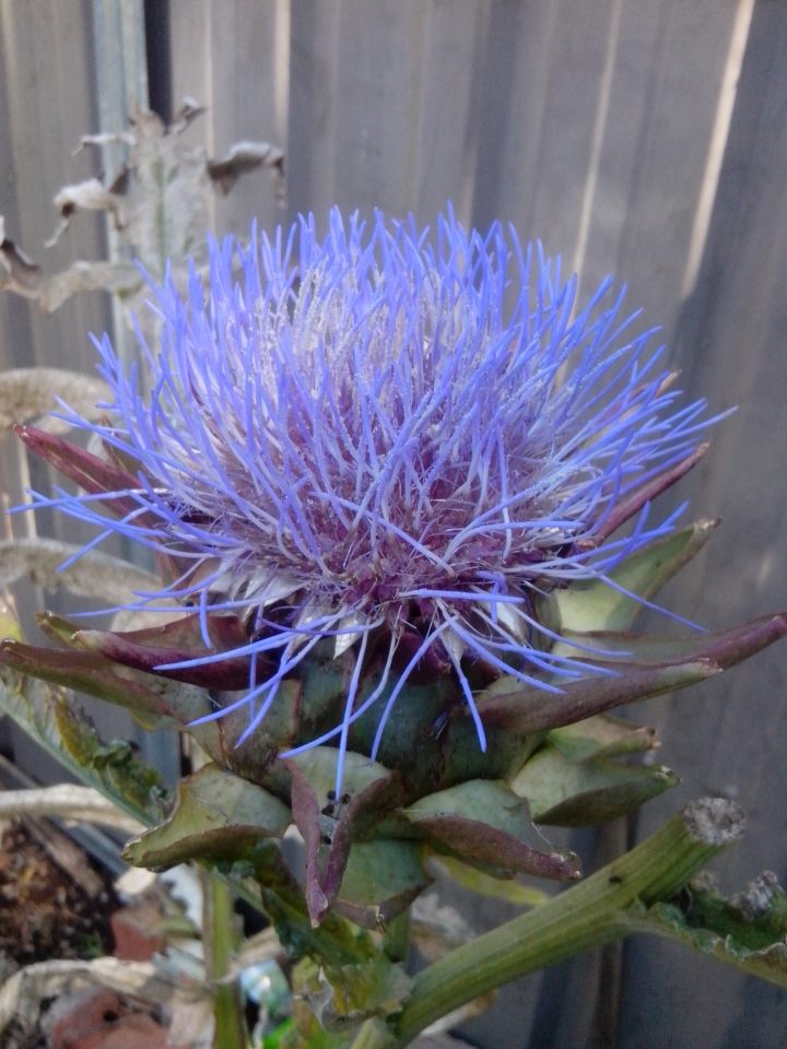Artchoke flower