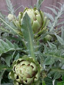 Artichoke plant 2
