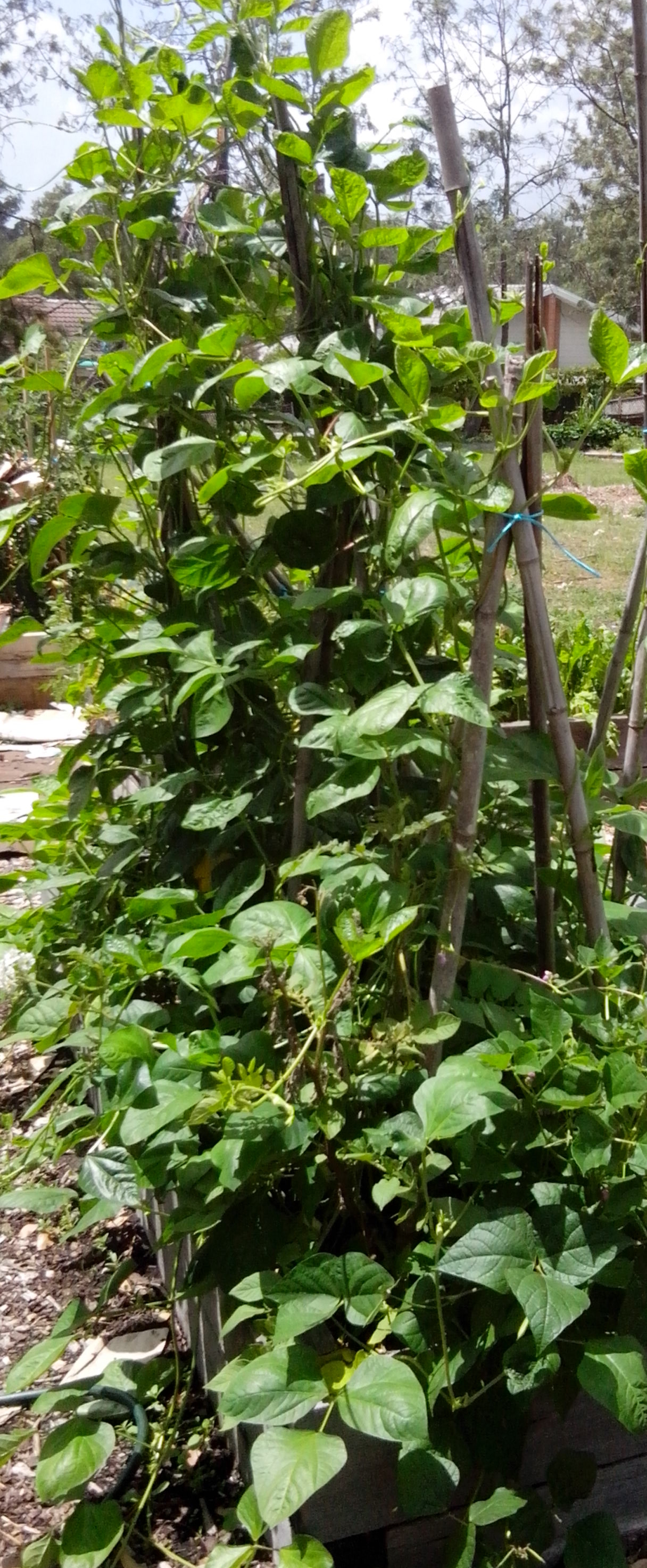 Growing beans – The Grantham Gardener