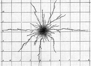 Cucumber roots from above at 6 weeks
