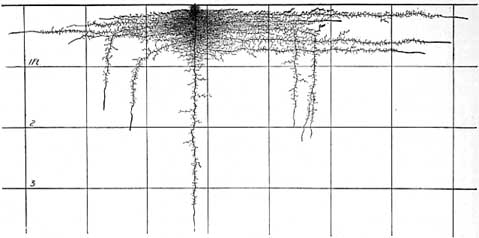 Cucumber roots at 6 weeks.