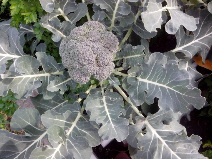 Head of broccoli