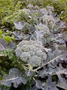 broccoli plants