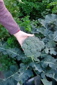 Harvesting broccoli