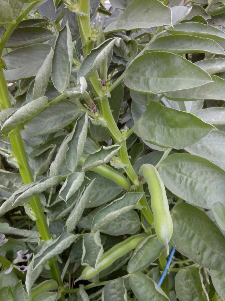 IMG_20130915_151350-Broad bean plant