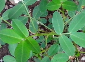 Peanut leaves