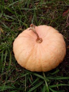 Mature pumpkin