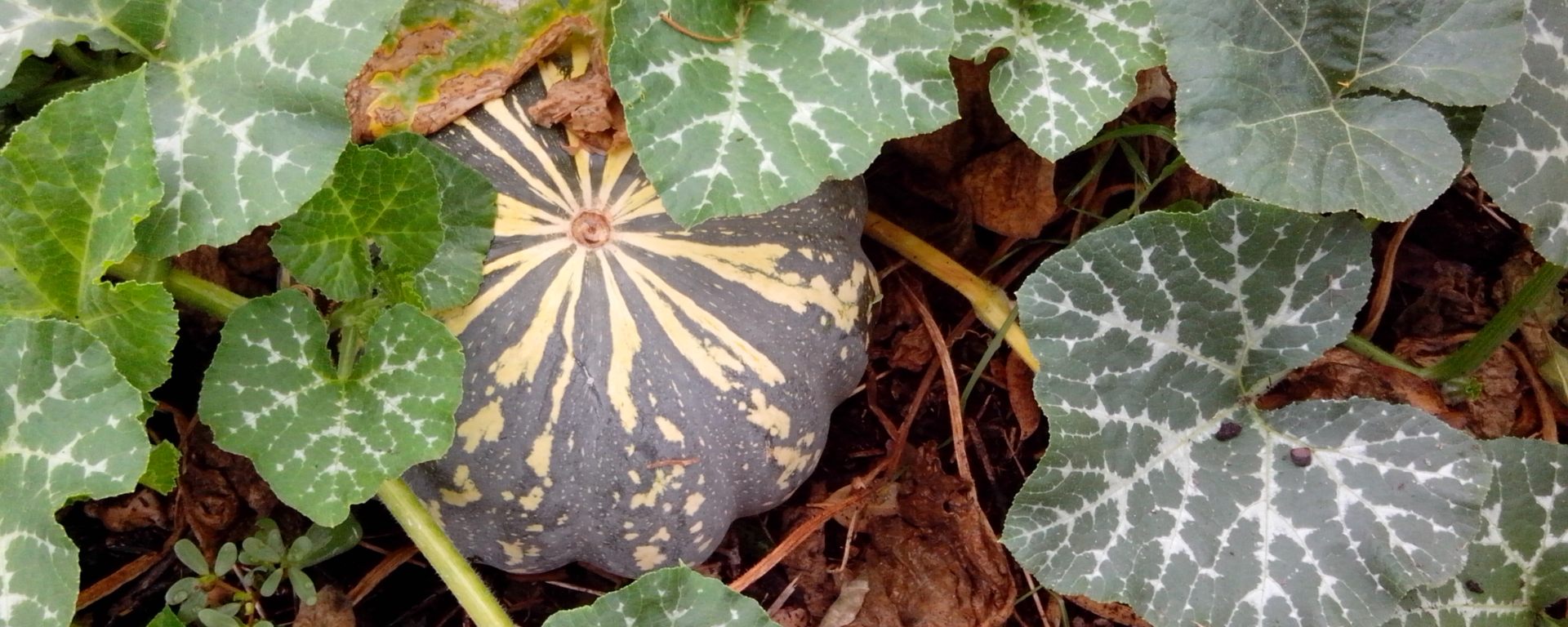pumpkin growing
