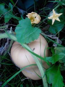Butternut pumpkin and flowers