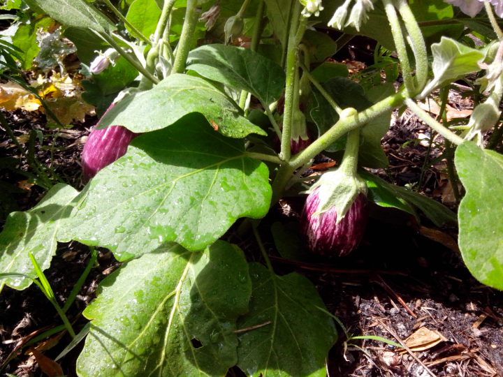 IMG_20141231_103445-eggplant 1