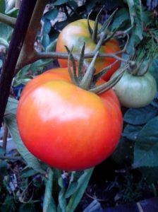 Ripe tomato
