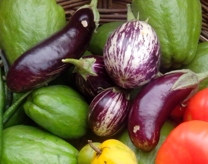 Eggplant