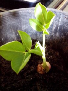 Emergent peanut seedling