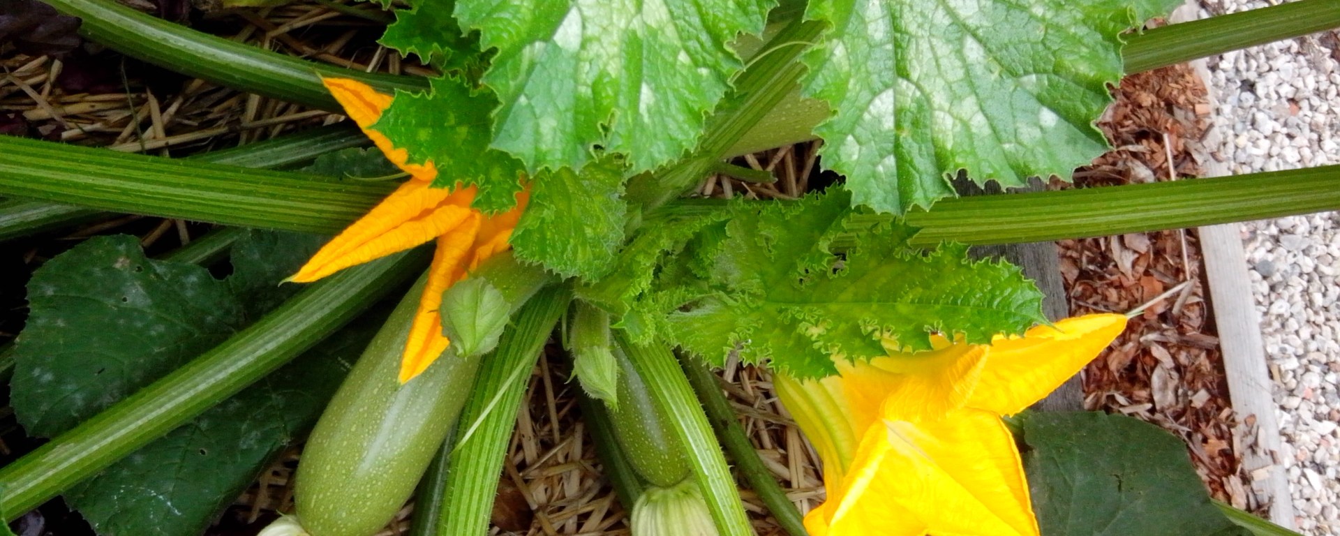 Zucchini plant