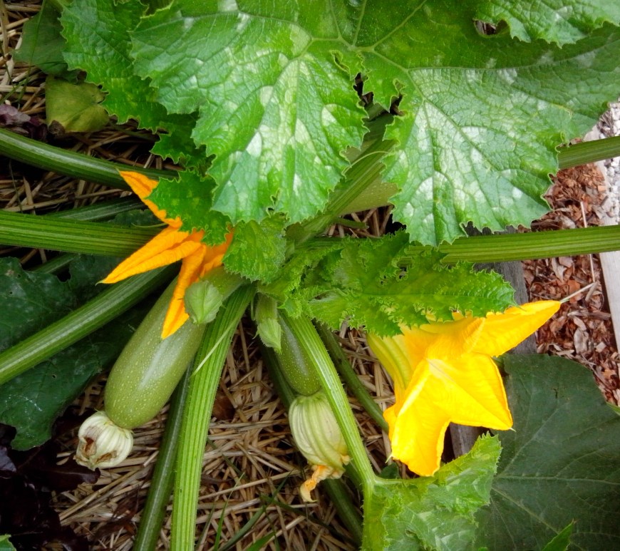 Zucchini plant
