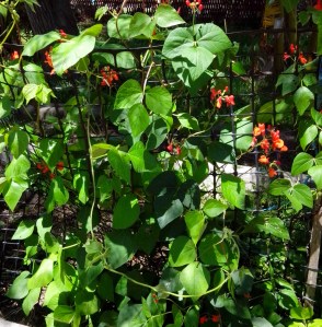 IMG_20151109_131831-Scarlet Runner bean plants