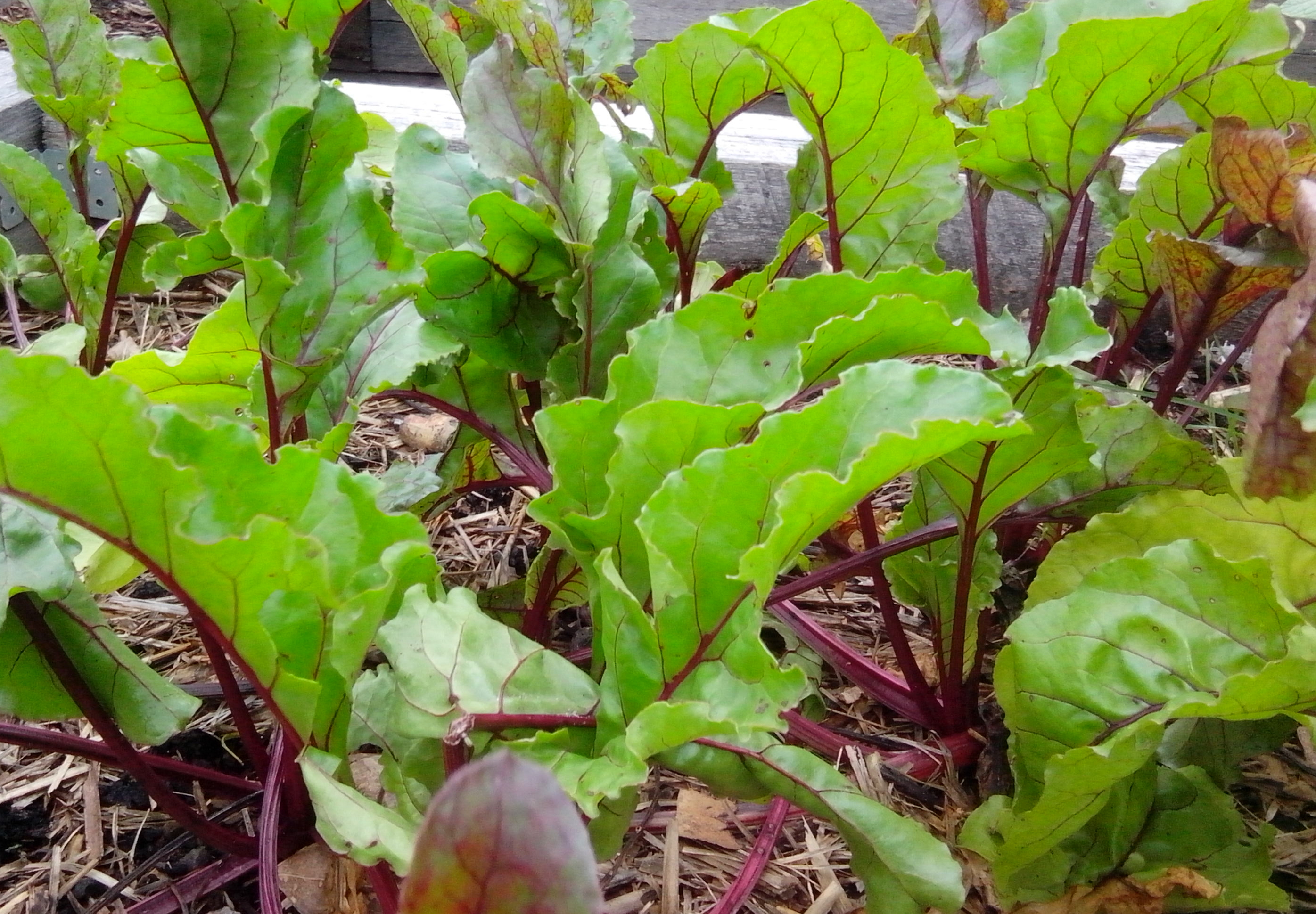 Growing Beetroot – The Grantham Gardener
