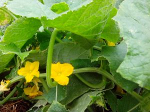IMG_20151114_084902- cucumber flowers