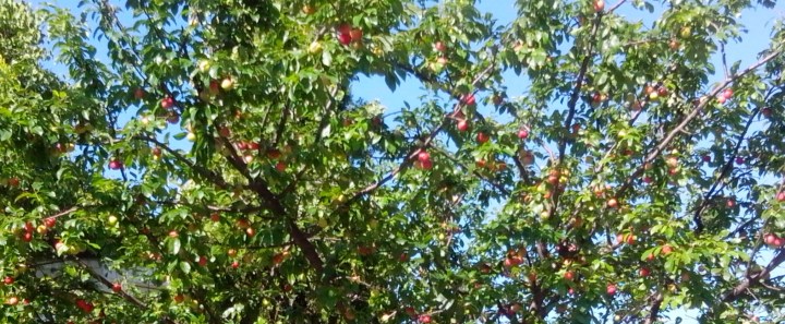 IMG_20151117_161328-plum tree