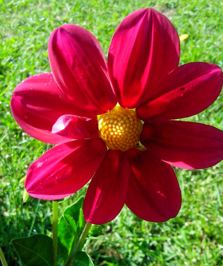 IMG_20151120_083309 (1)Dahliah flower 1