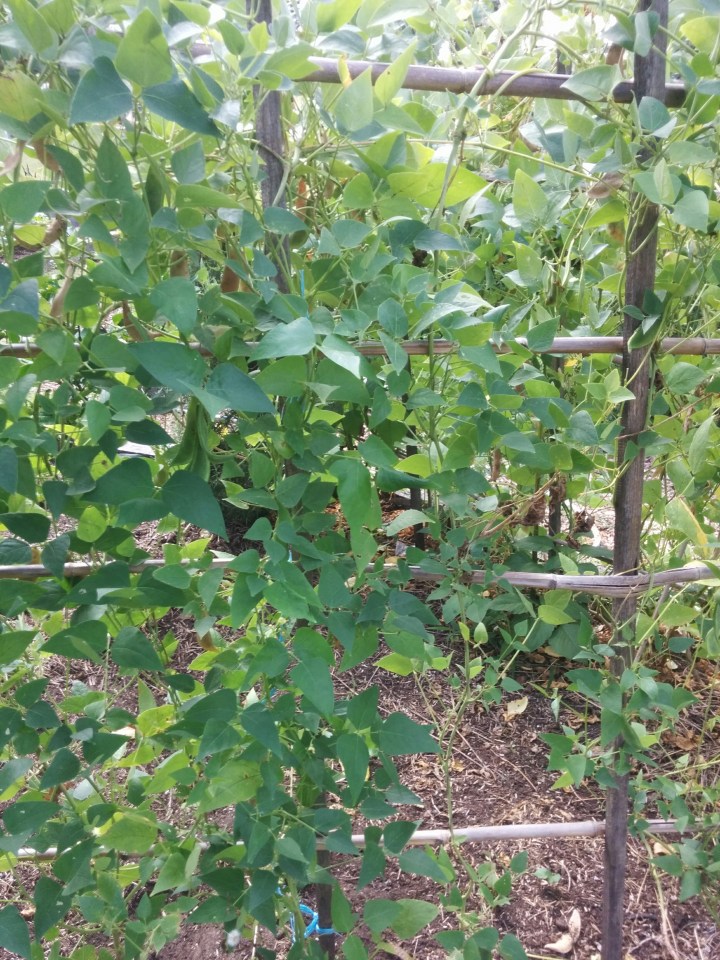 IMG_20160320_115720-blue lake beans