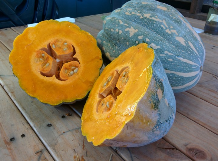 IMG_20160529_132718-Acorn Pumpkin