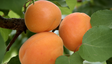 Apricots