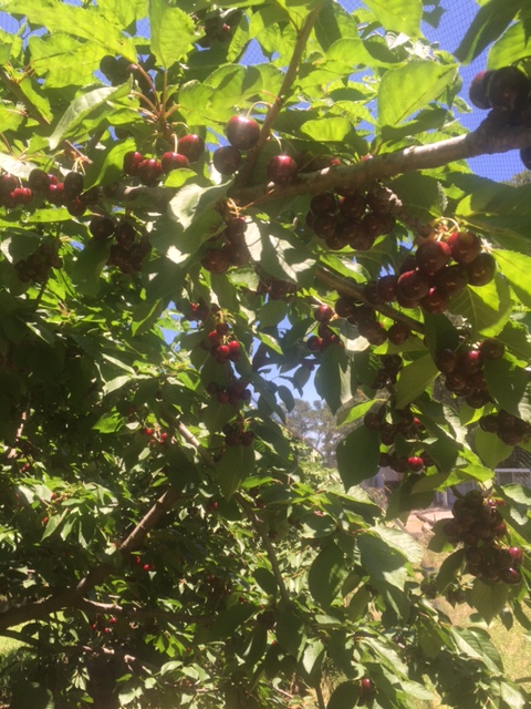 IMG_1128-cherry tree 2