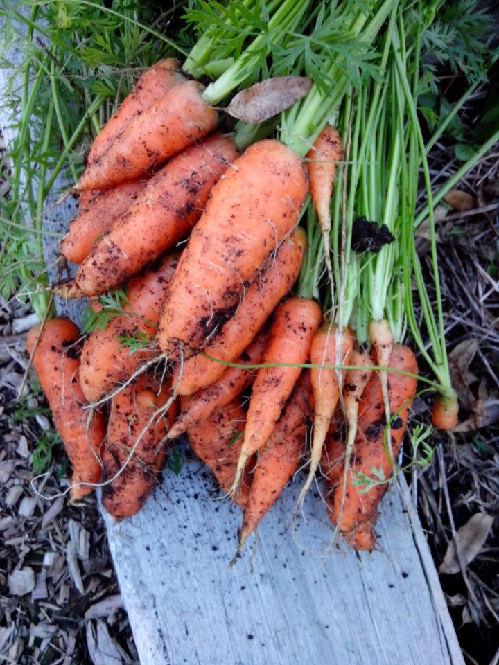 IMG_20130526_160904-Carrot harvest