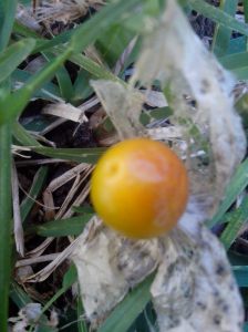 IMG_20140707_115706-the berry of the cape gooseberry