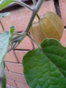 IMG_20151102_171140-cape gooseberry 3