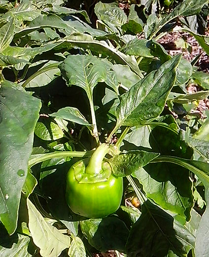 PANO_20130324_145627356-capsicum on the plant