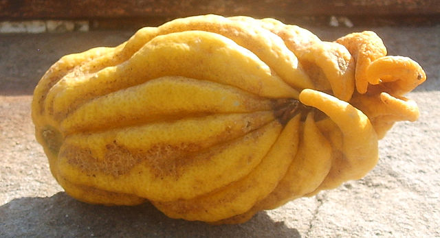 Buddha's had citron-640px-Castello,_collezione_degli_agrumi_06