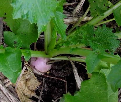 fbe6d914-063a-4442-94e2-ef03eb9f4467-Turnip 2