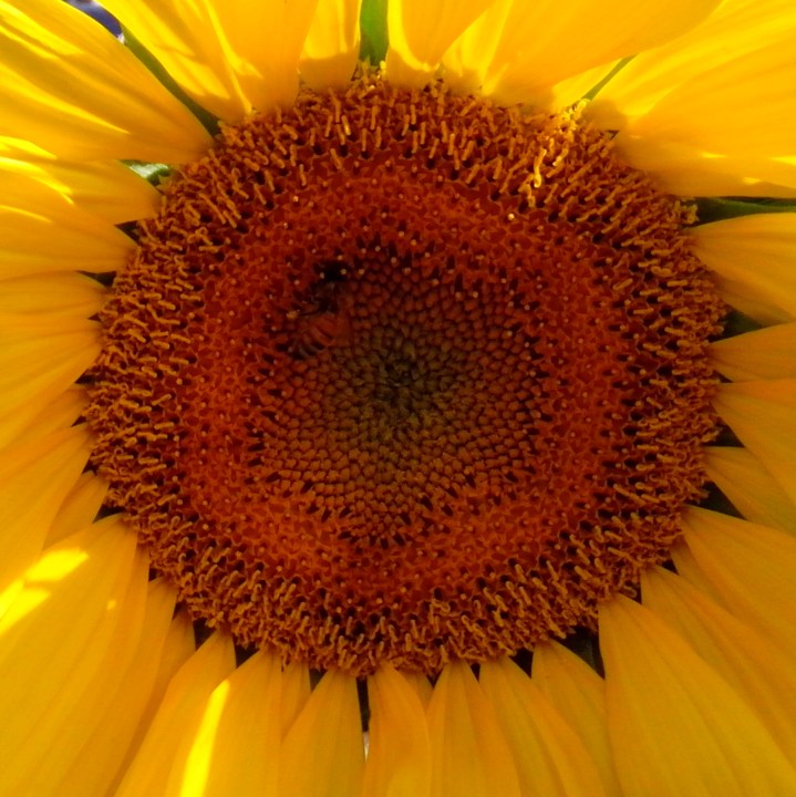 IMG_20140127_104936-sunflower seed head