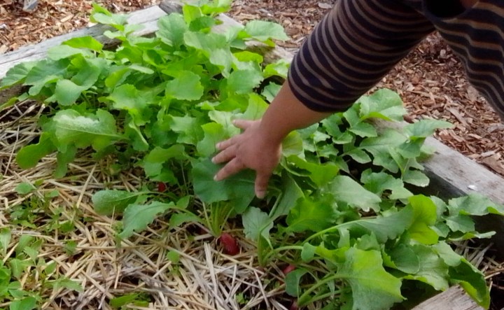IMG_20140422_091636-radishes in a bed