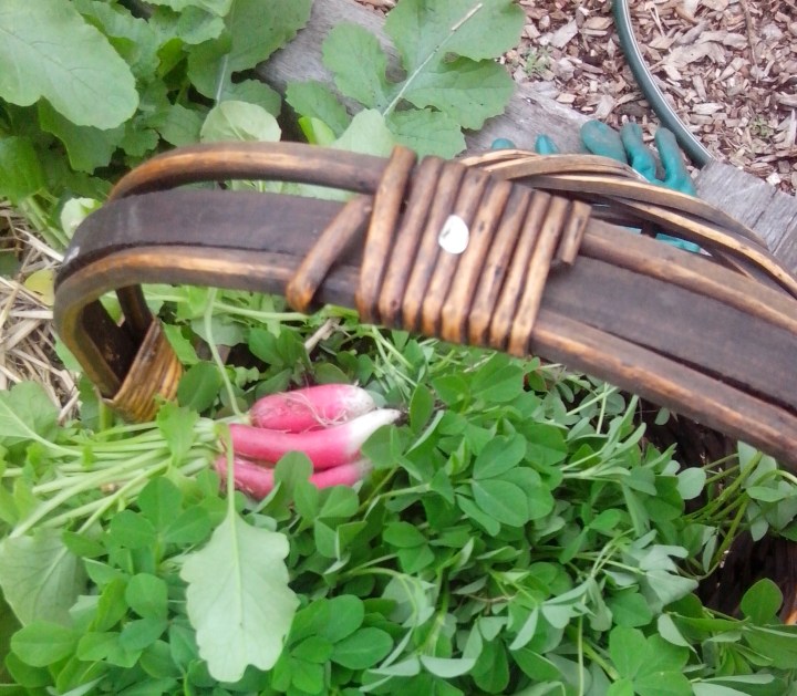 IMG_20140427_144718-radish harvest 1