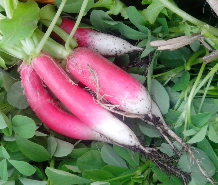 IMG_20140427_144750-radishes 1
