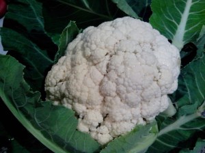 IMG_20140816_165127-cauliflower