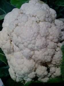mature cauliflower