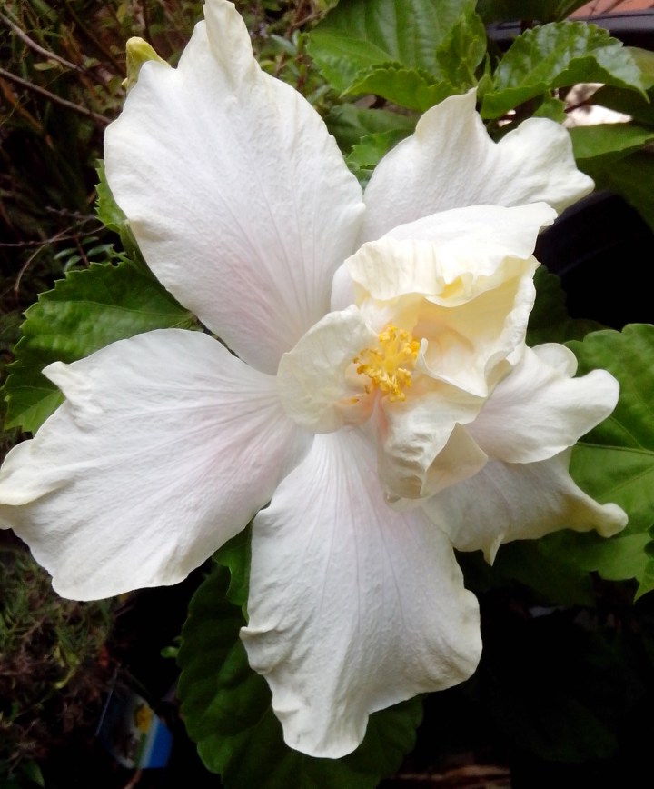 IMG_20151212_143230-white hibiscus flower