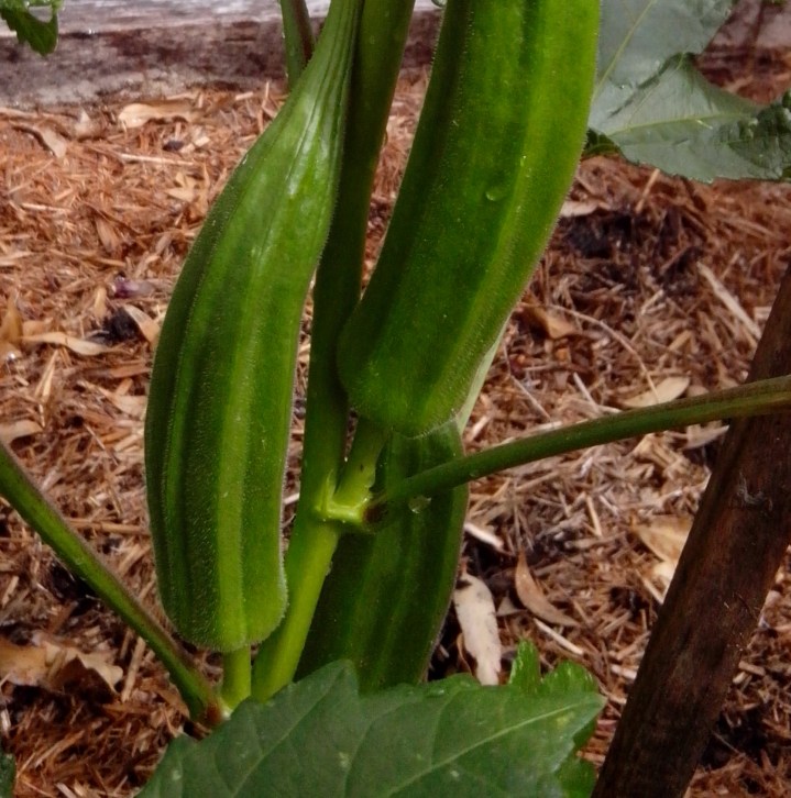 IMG_20160102_094453-Okra pods