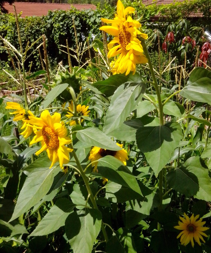 IMG_20160116_113936-sunflower plants