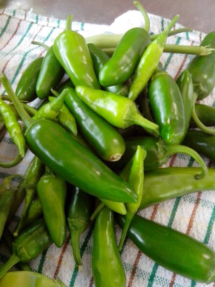 IMG_20160123_105240-green chillies