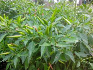 IMG_20160220_090850 (1)-Chillies 2