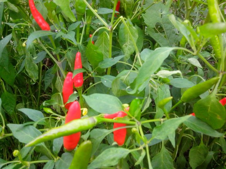 IMG_20160220_090930 (1) chillies 3