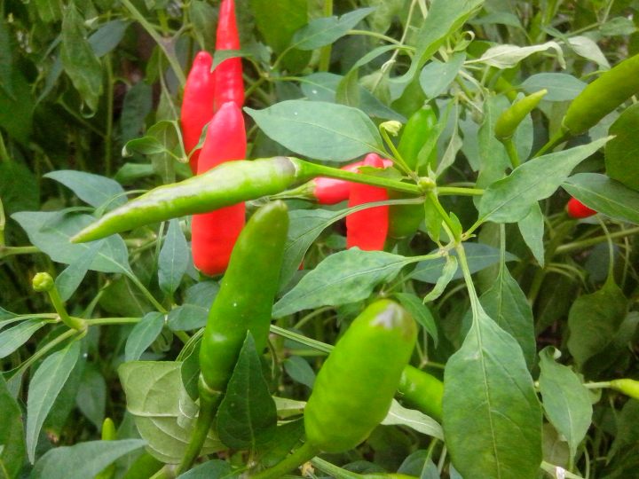 IMG_20160220_090943 (1)-chillies 4