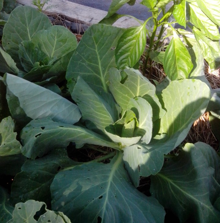 IMG_20130324_145601- cabbage A