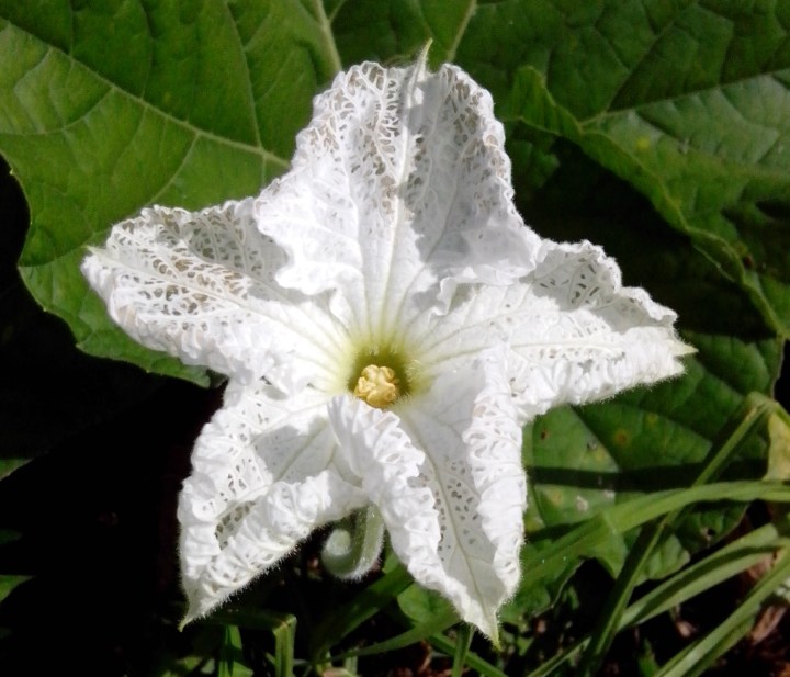 IMG_20140422_121125-long marrow flower