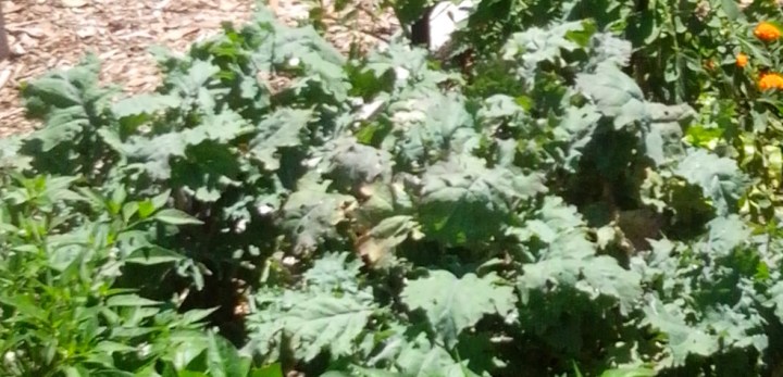 IMG_20141202_114350_kale in gardenbed